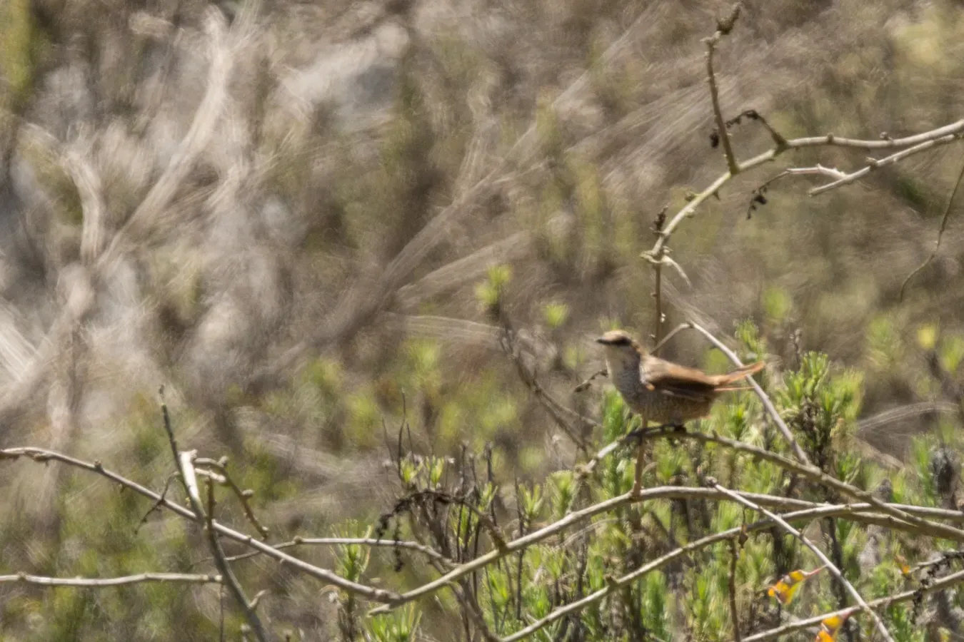 File:Scelorchilus albicollis.jpg