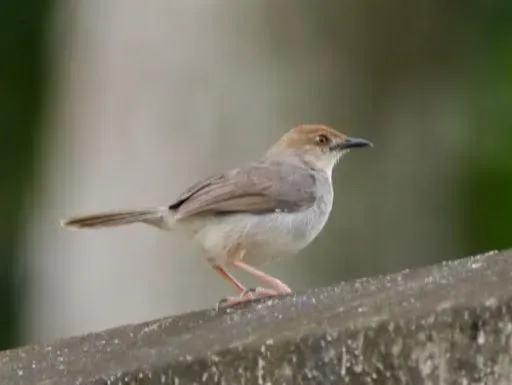 File:Cisticola anonymus 221640.jpg