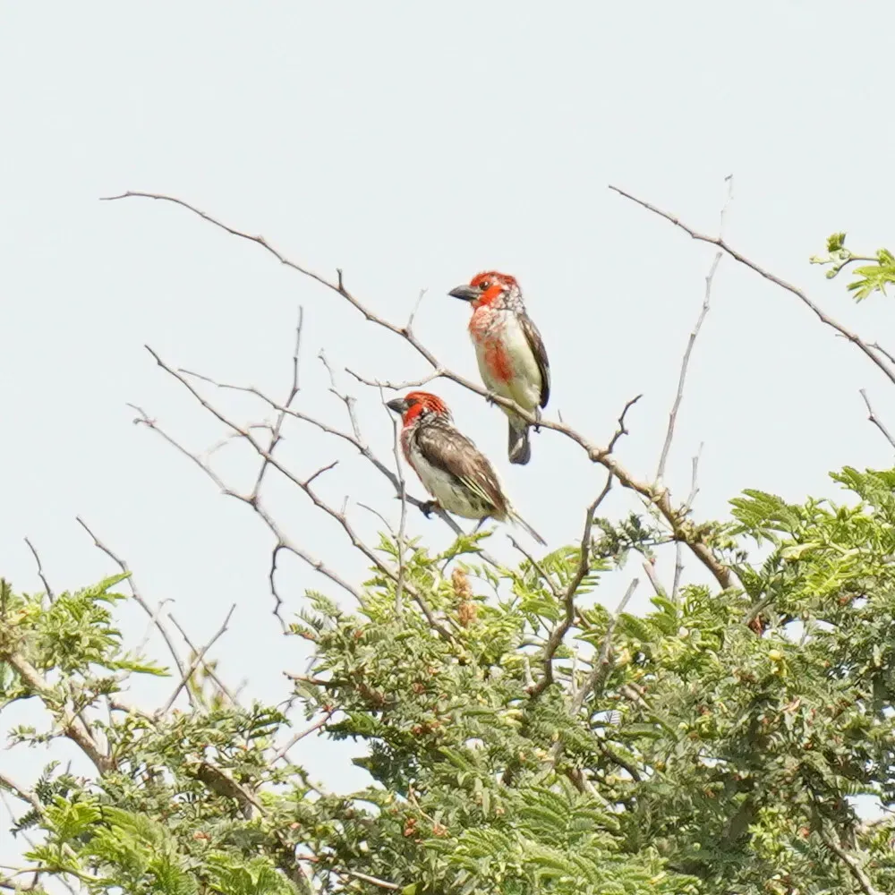 File:Lybius vieilloti 259200946.jpg