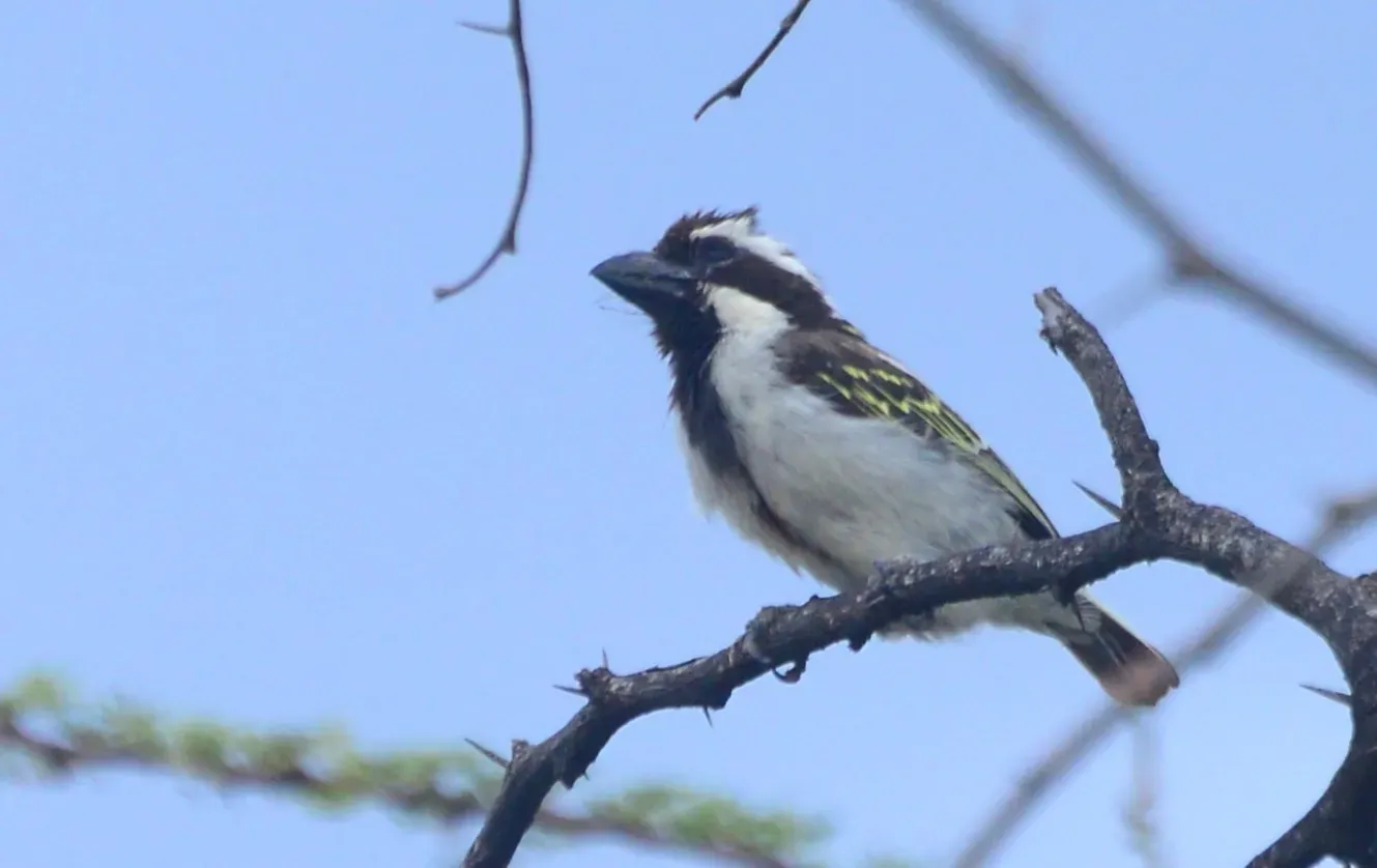 File:Tricholaema melanocephala 130990716.jpg
