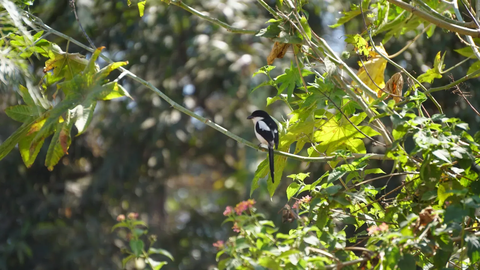File:Lanius humeralis, Arusha, Tanzania 1.jpg