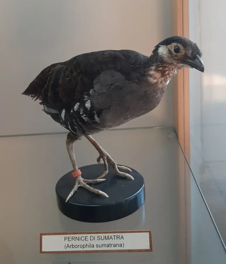File:Pernice di Sumatra (Arborophila sumatrana).jpg