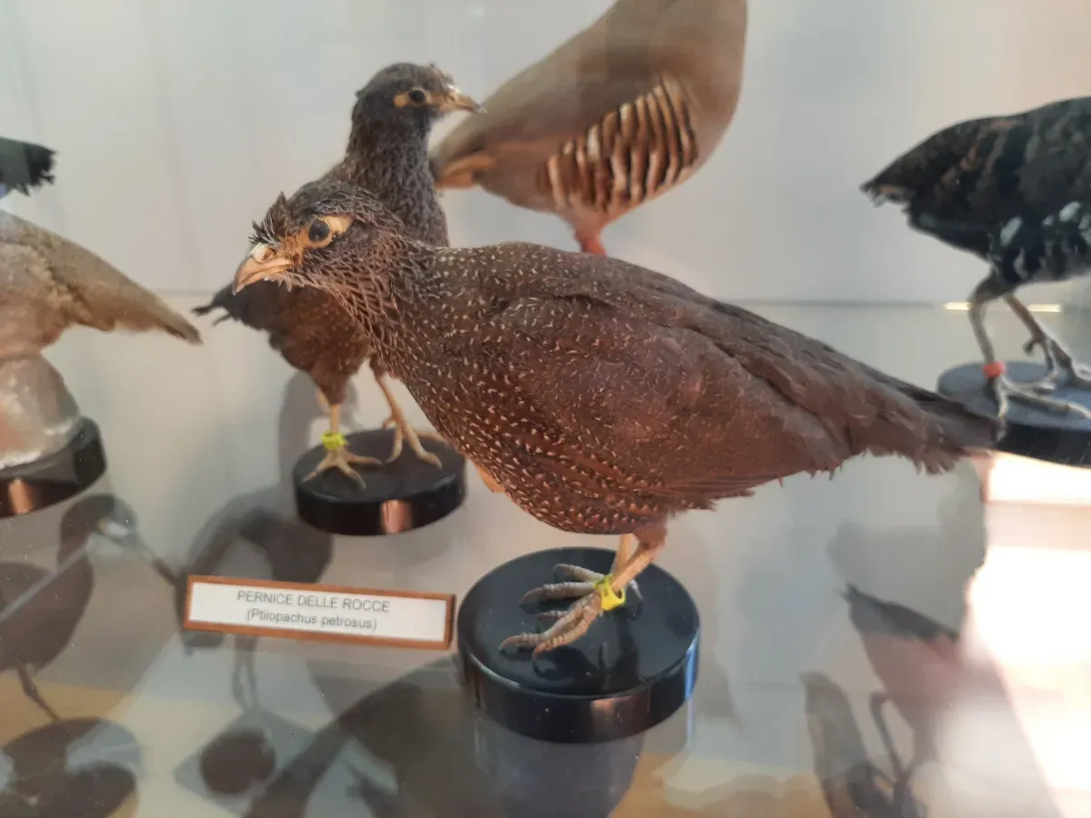 File:Pernice delle rocce (Ptilopachus petrosus).jpg
