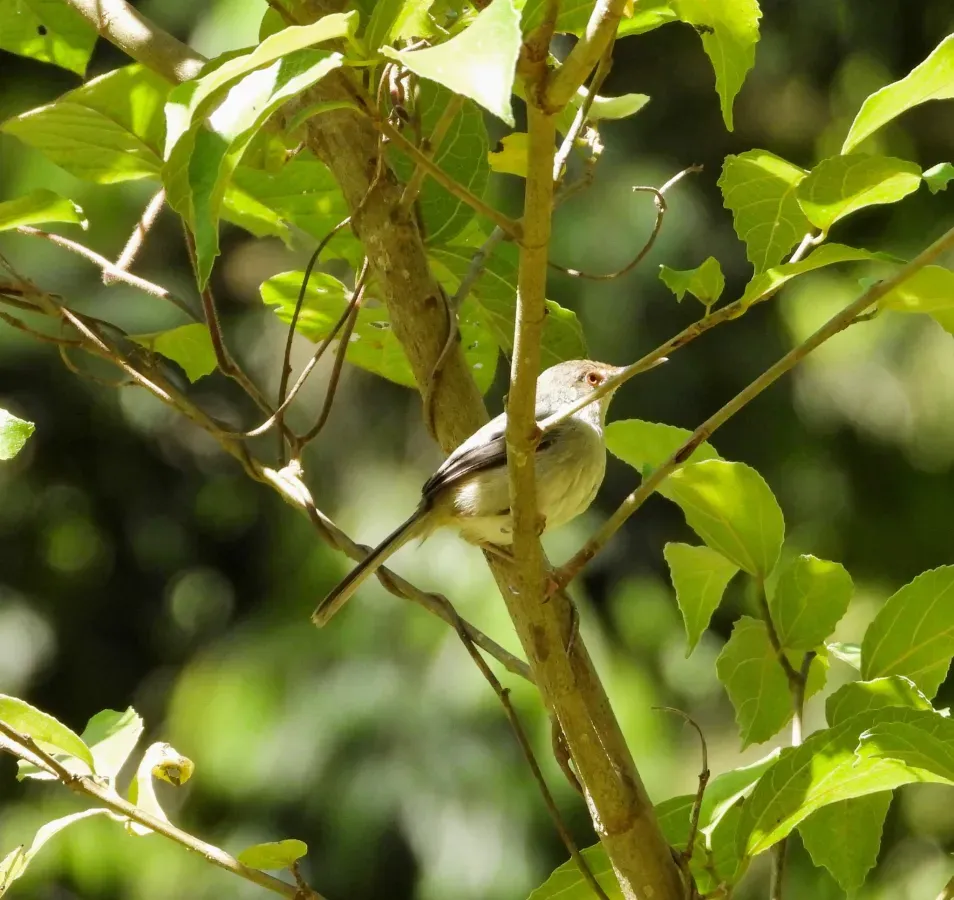 File:Artisornis moreaui 254029546.jpg