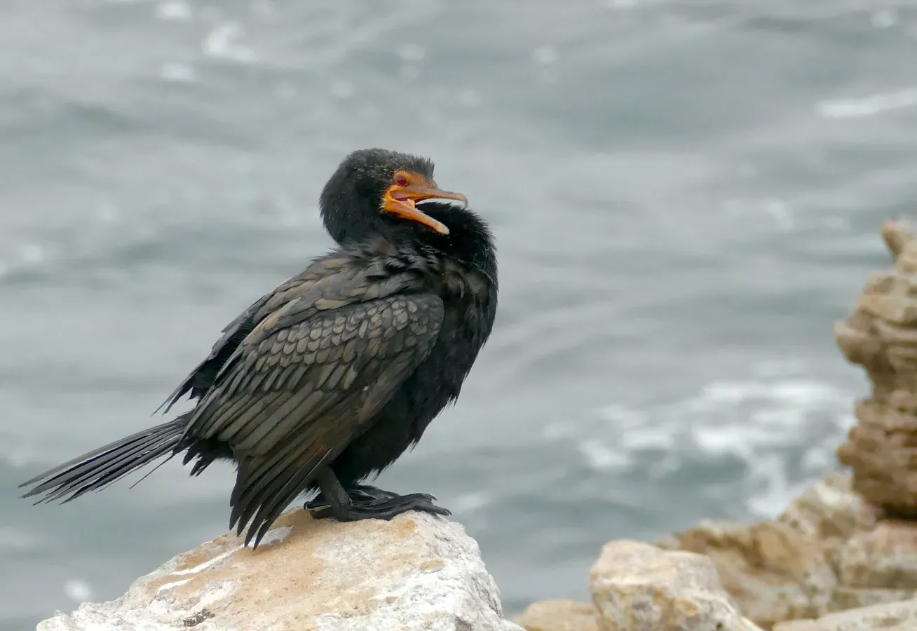 File:Crowned Cormorant (Microcarbo coronatus).jpg