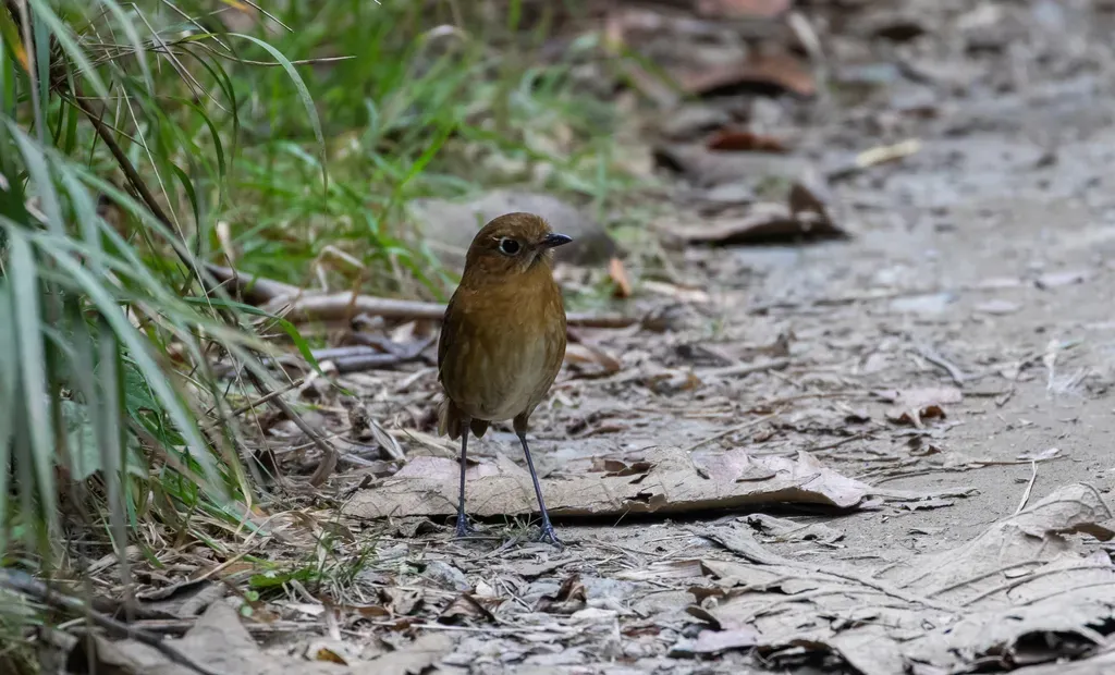 File:Grallaria spatiator Sierra Nevada Antipitta; Santa Marta, Colombia.jpg