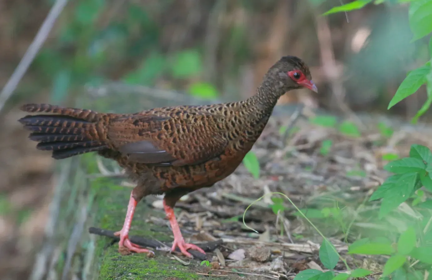 File:Galloperdix spadicea(red spurfowl).jpg