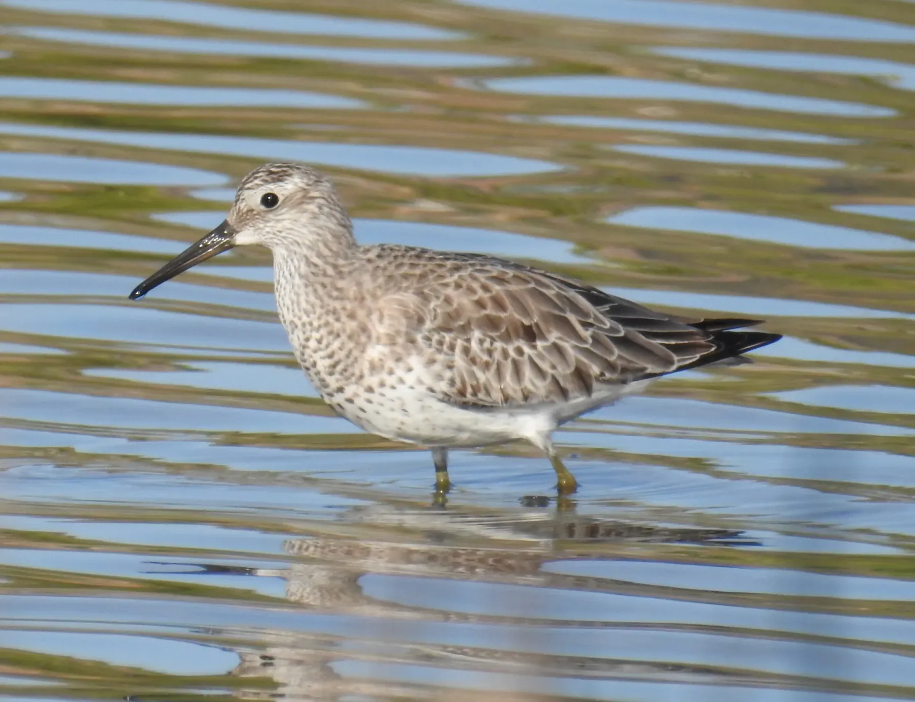 File:An Endangered Great Knot Calidris tenuirostris feeding at the Tasitolu salt lakes.jpg