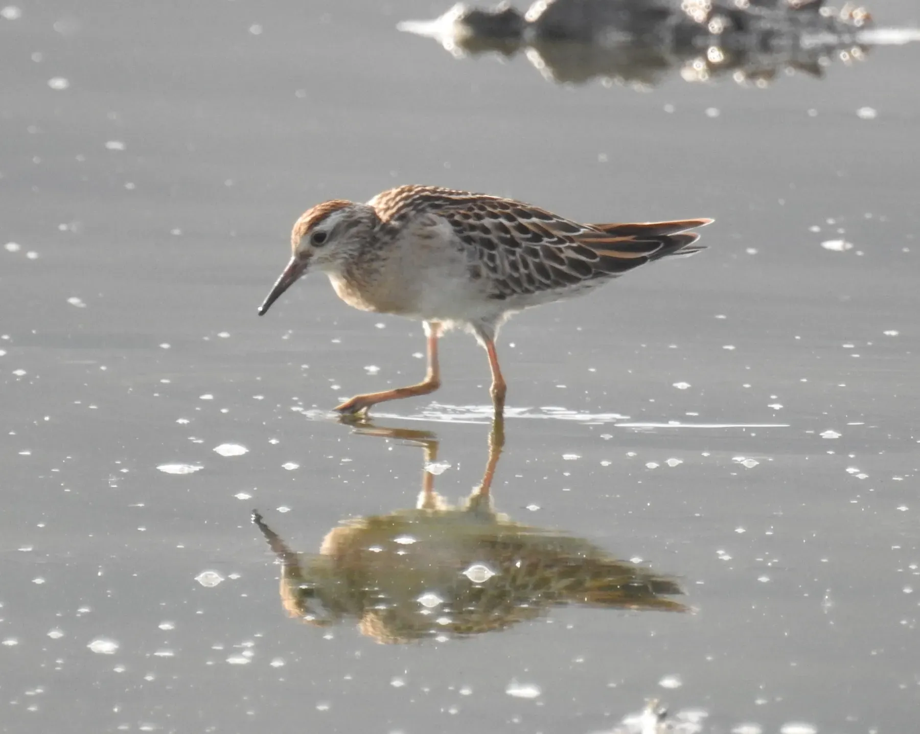 File:A migratory Sharp-tailed Sandpiper Calidris acuminata reflecting on waters of the saline Tasitolu lake.jpg