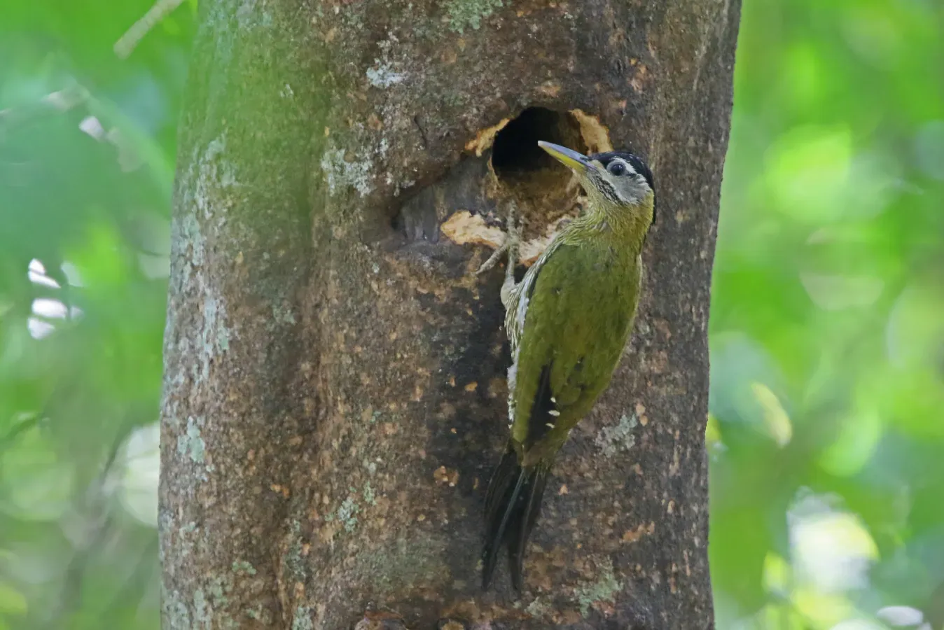 File:Picus viridanus 105161917.jpg
