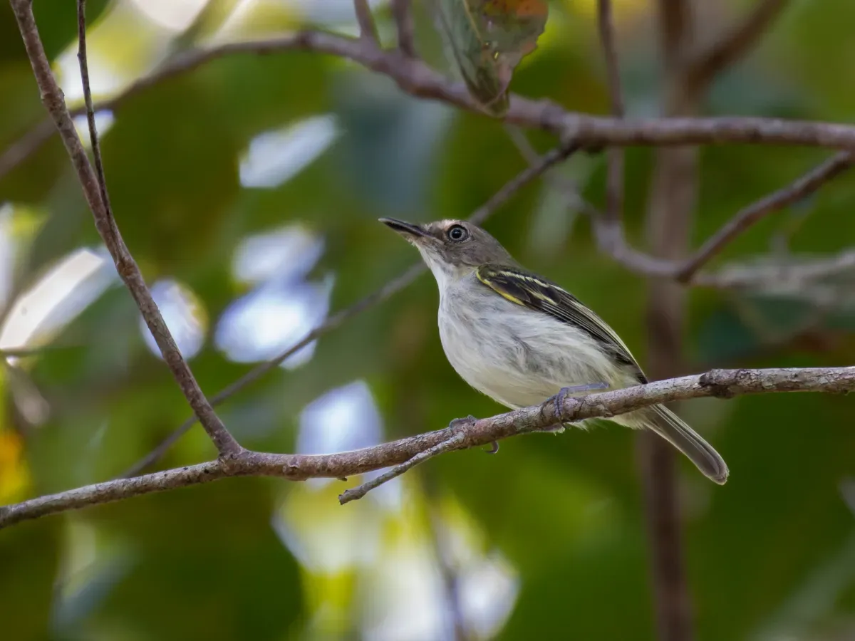 File:Poecilotriccus senex Buff-cheeked Tody-Flycatcher; Machadinho d'Oeste, Rondônia, Brazil.jpg