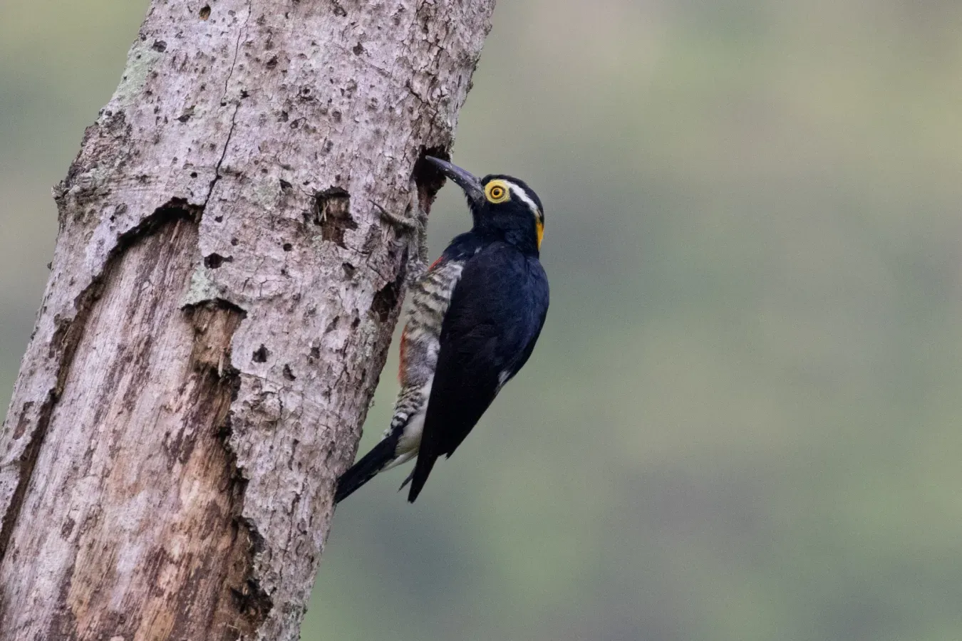 File:Melanerpes cruentatus 106696559.jpg