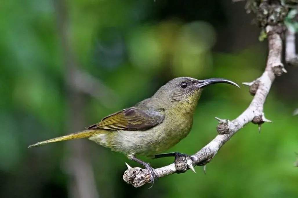 File:Cyanomitra olivacea 105142680.jpg