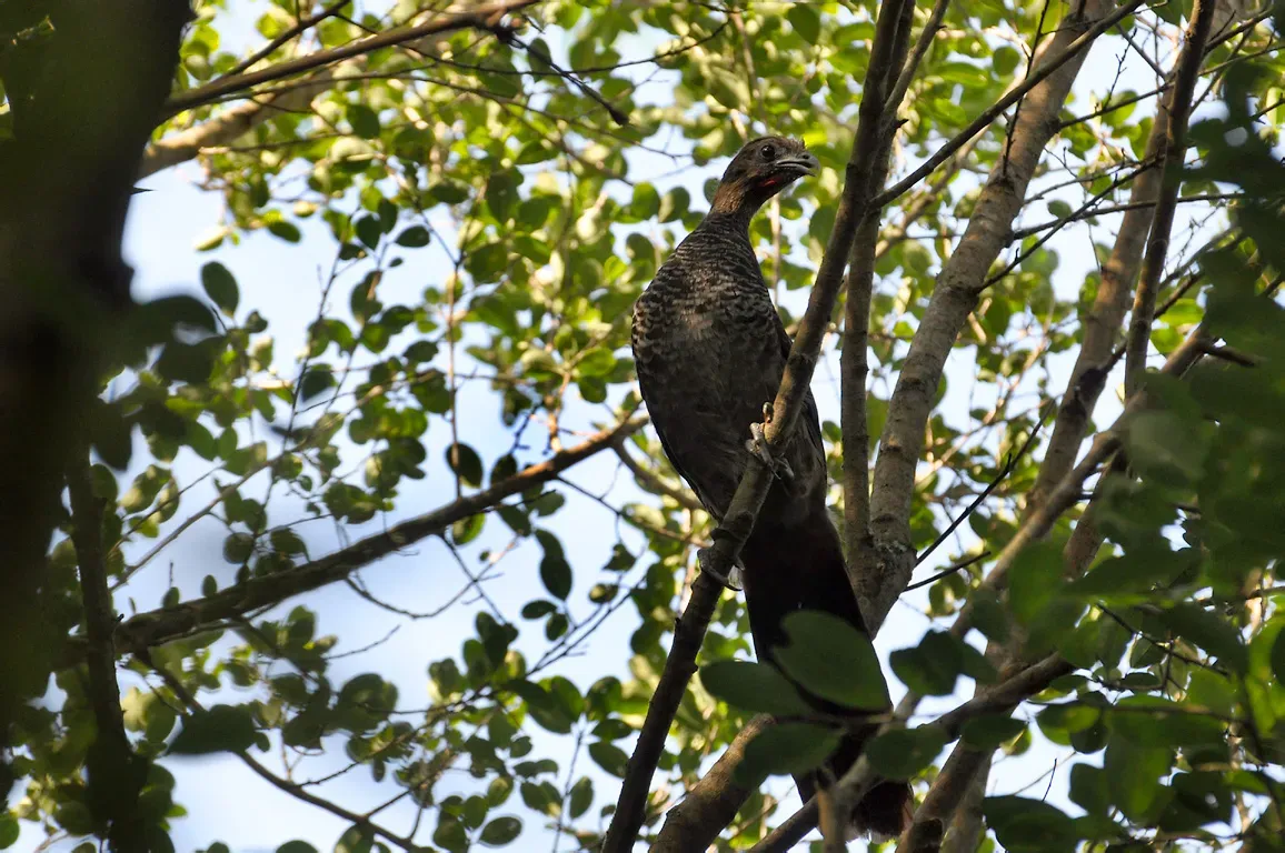 File:Ortalis squamata - Pelotas, Rio Grande do Sul, Brazil.jpg