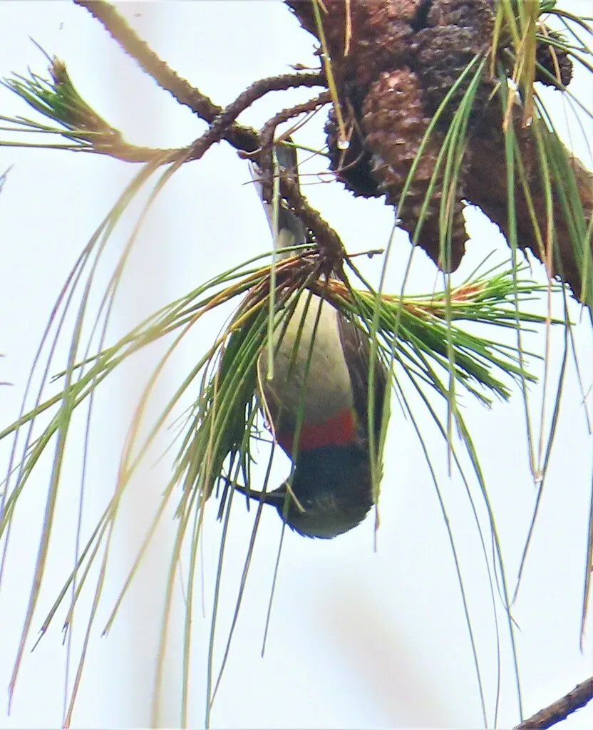 File:Cinnyris manoensis.jpg