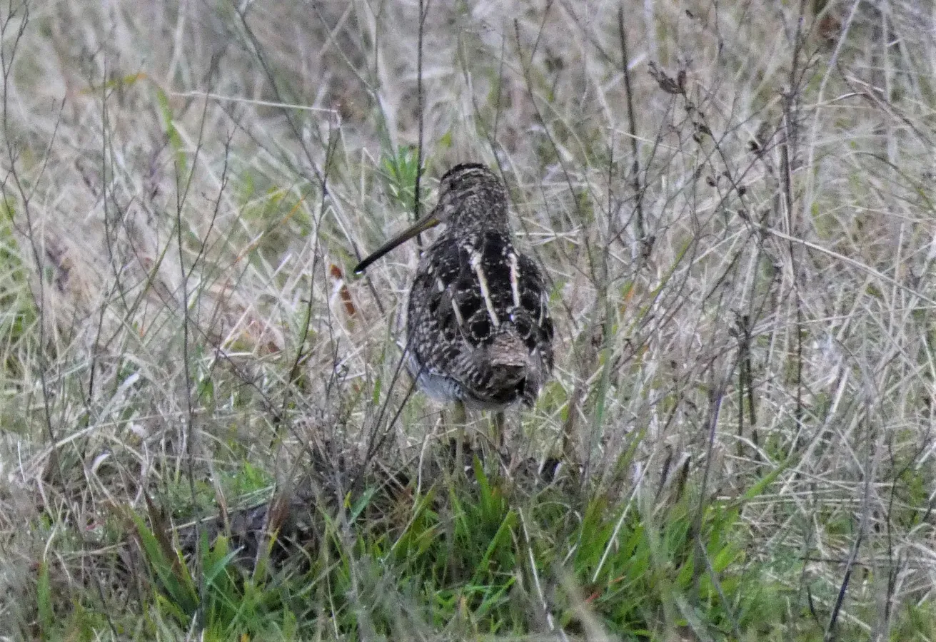File:Becasina (Gallinago paraguaiae), Uruguay, 2019.jpg