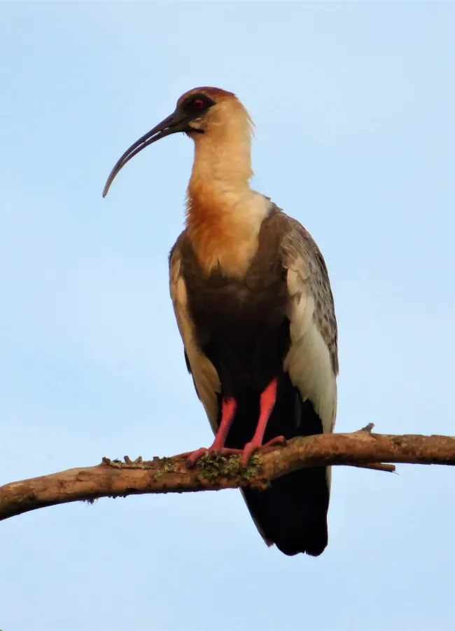 File:Bandurria baya (Theristicus caudatus), Uruguay, 2019.jpg
