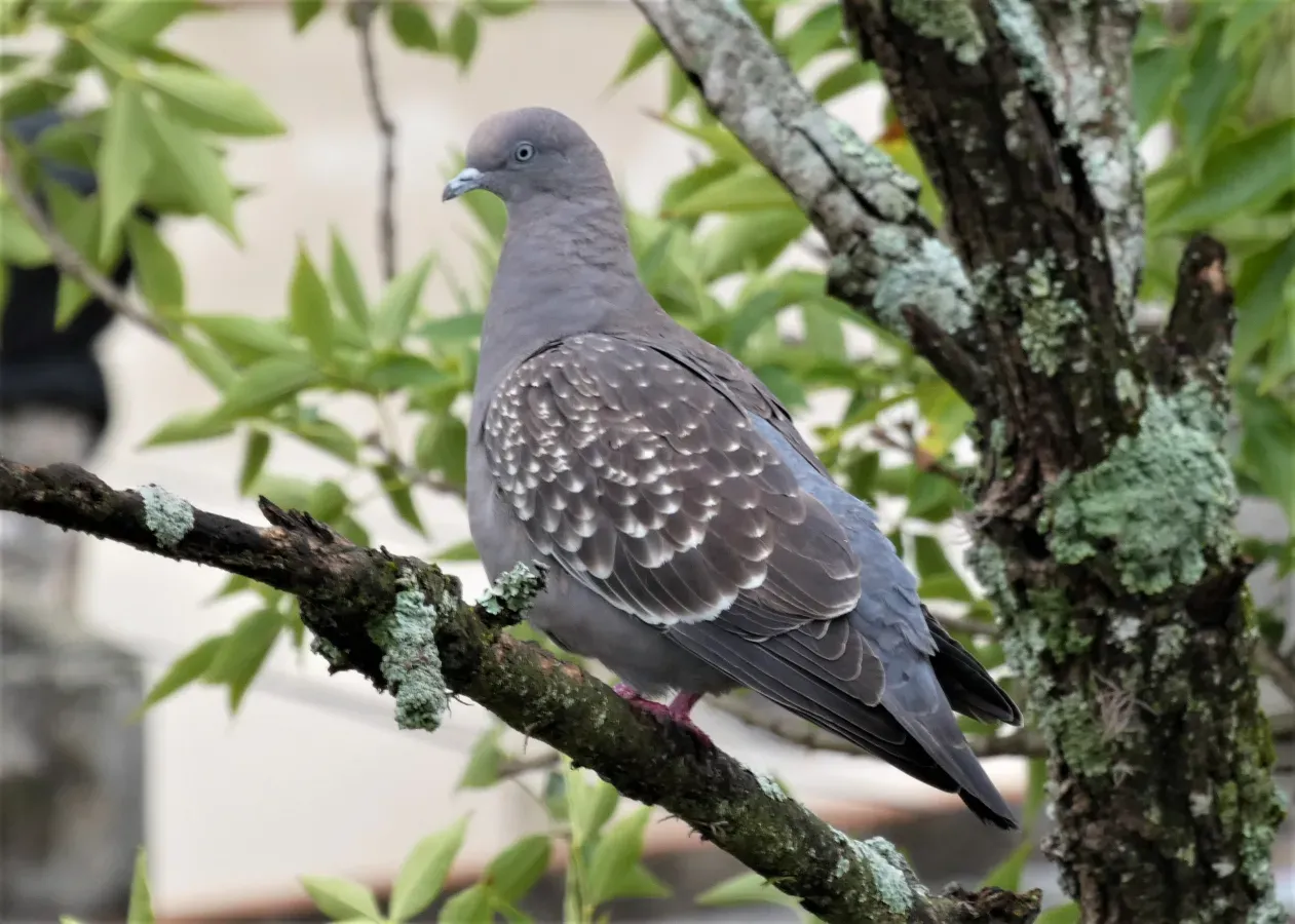 File:Paloma ala manchada (Patagioenas maculosa), Uruguay, 2021.jpg