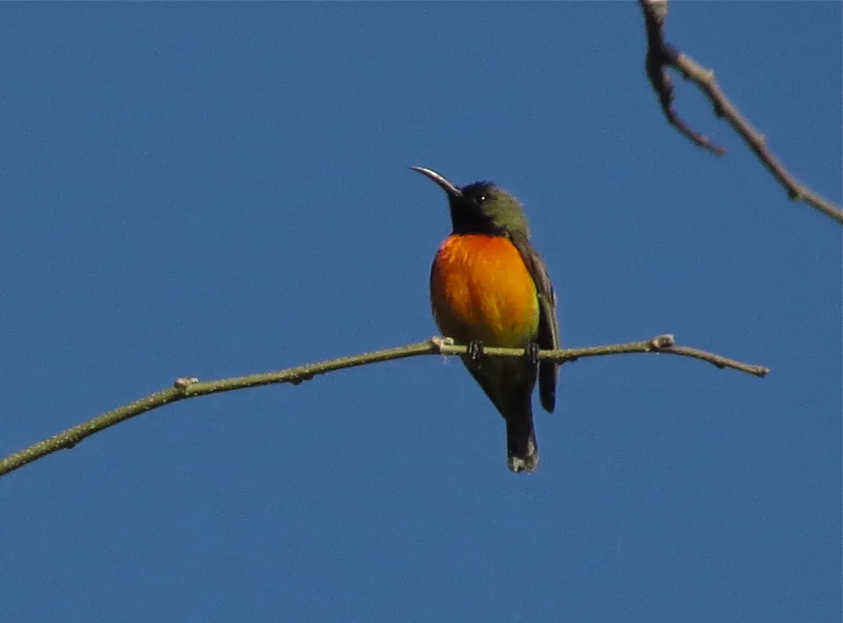 File:Cinnyris solaris 107995678.jpg