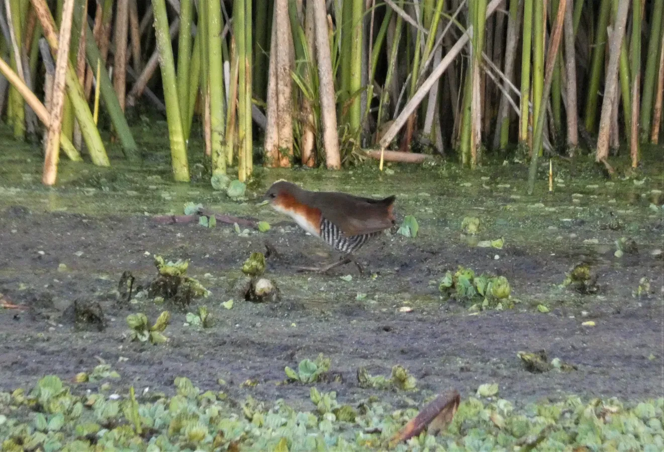 File:Burrito patas verdes (Laterallus melanophaius), Uruguay, 2020.jpg