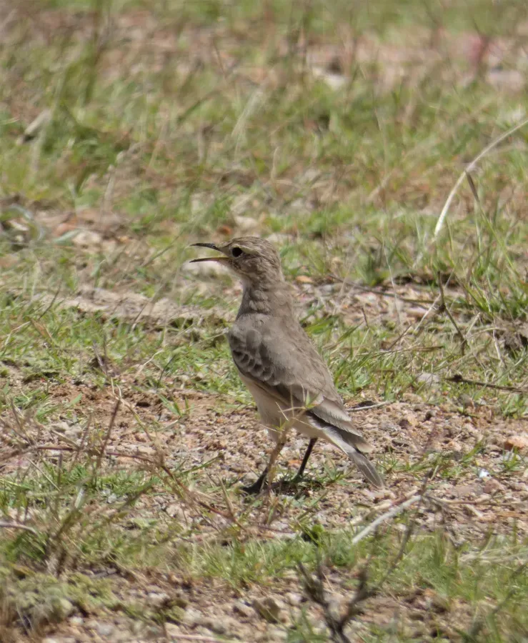 File:Caminera (Geositta cunicularia), Uruguay, 2021.jpg