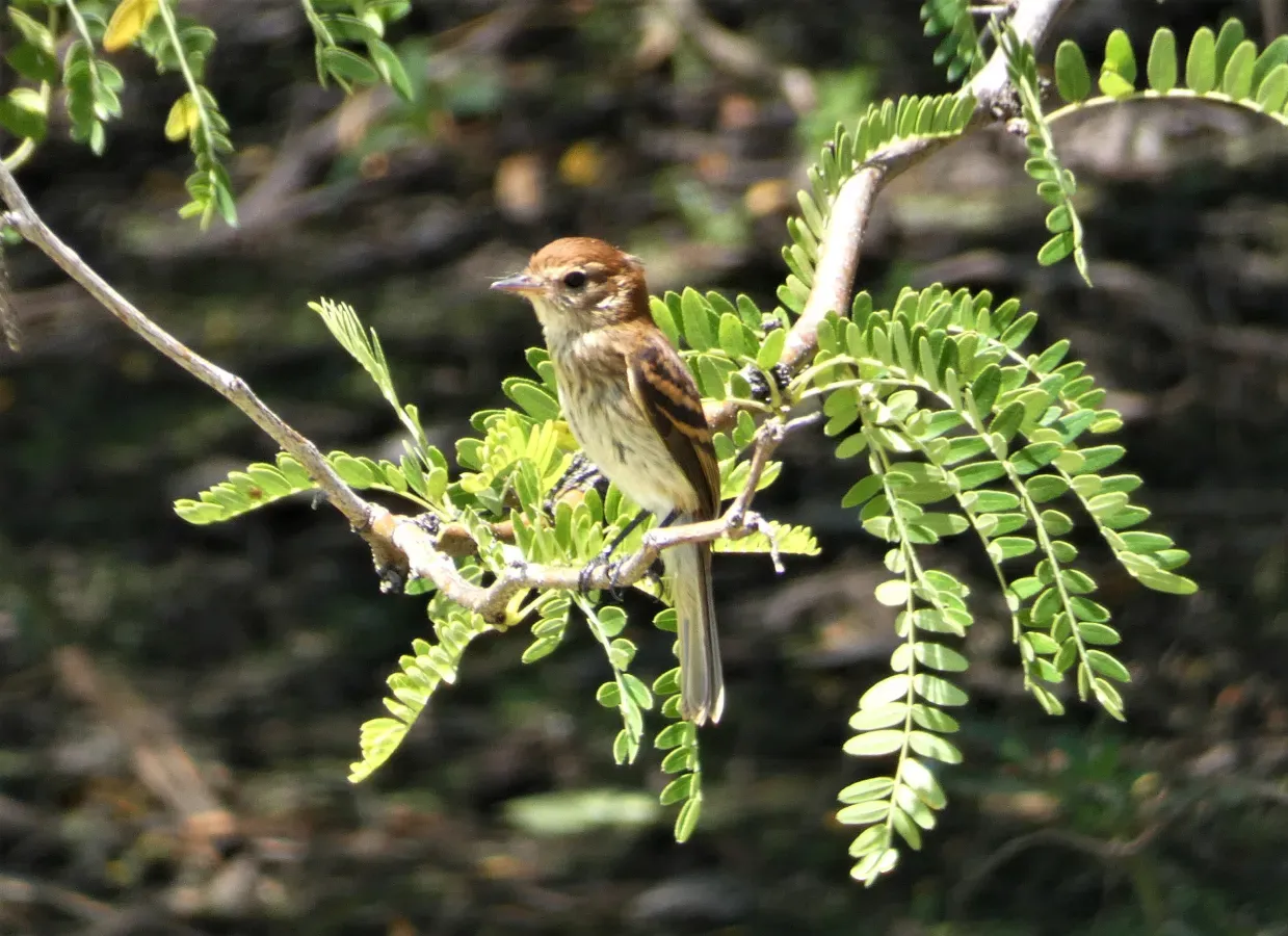 File:Mosqueta estriada (Myiophobus fasciatus), Uruguay, 2023.jpg