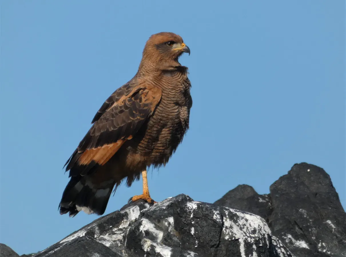 File:Aguila colorada (Buteogallus meridionalis), Uruguay, 2021.jpg