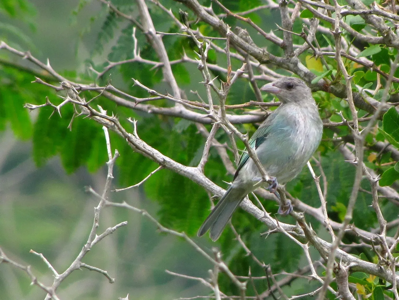 File:Thraupis glaucocolpa.jpg
