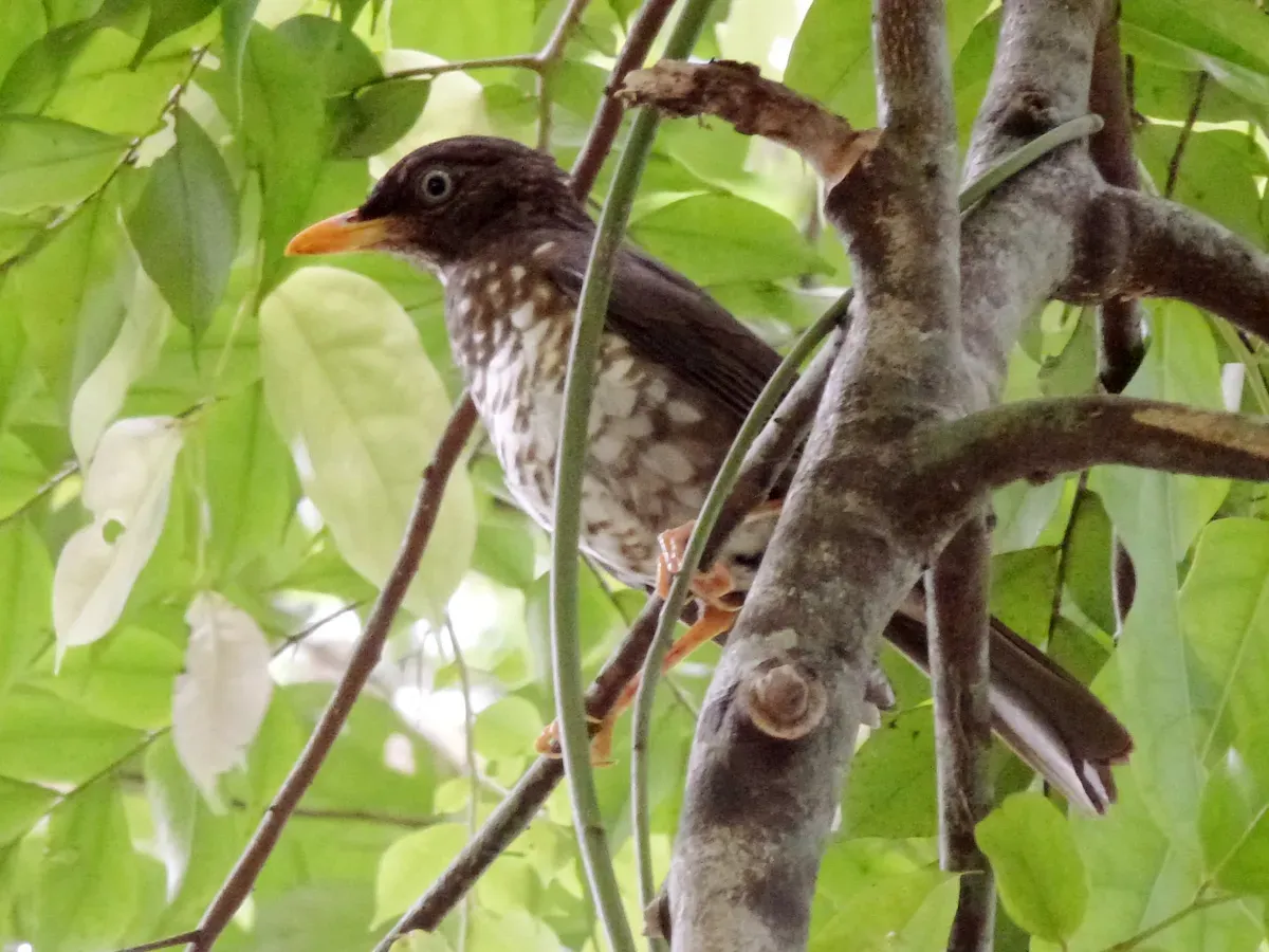 File:Turdus xanthorhynchus, Príncipe 1.jpg