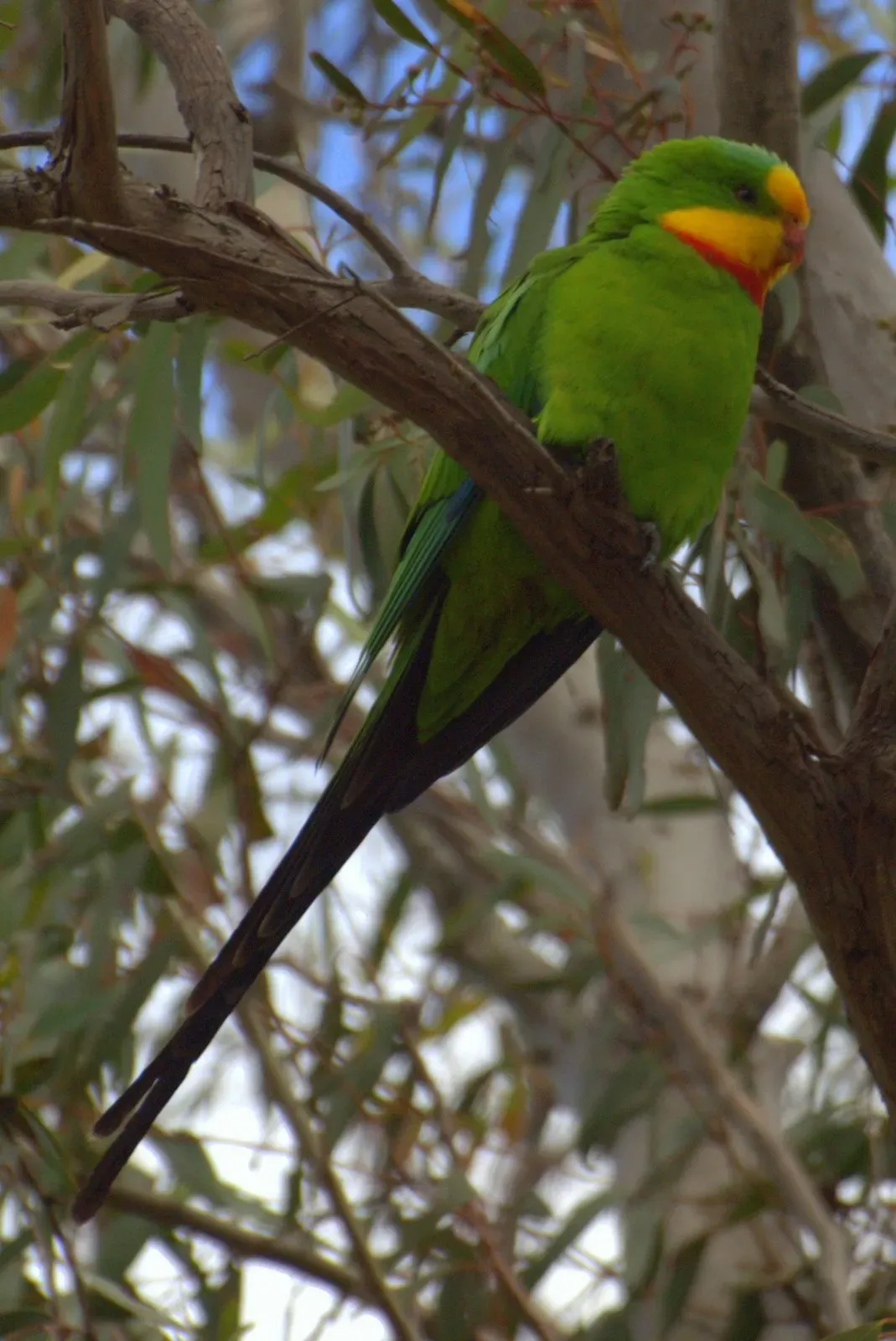 File:Polytelis swainsonii -Canberra, Australia-8a (1).jpg