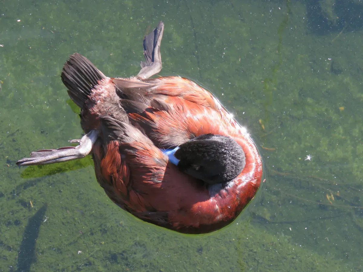 File:Blue-billed duck (Oxyura australis) at Perth Zoo, June 2023 01.jpg