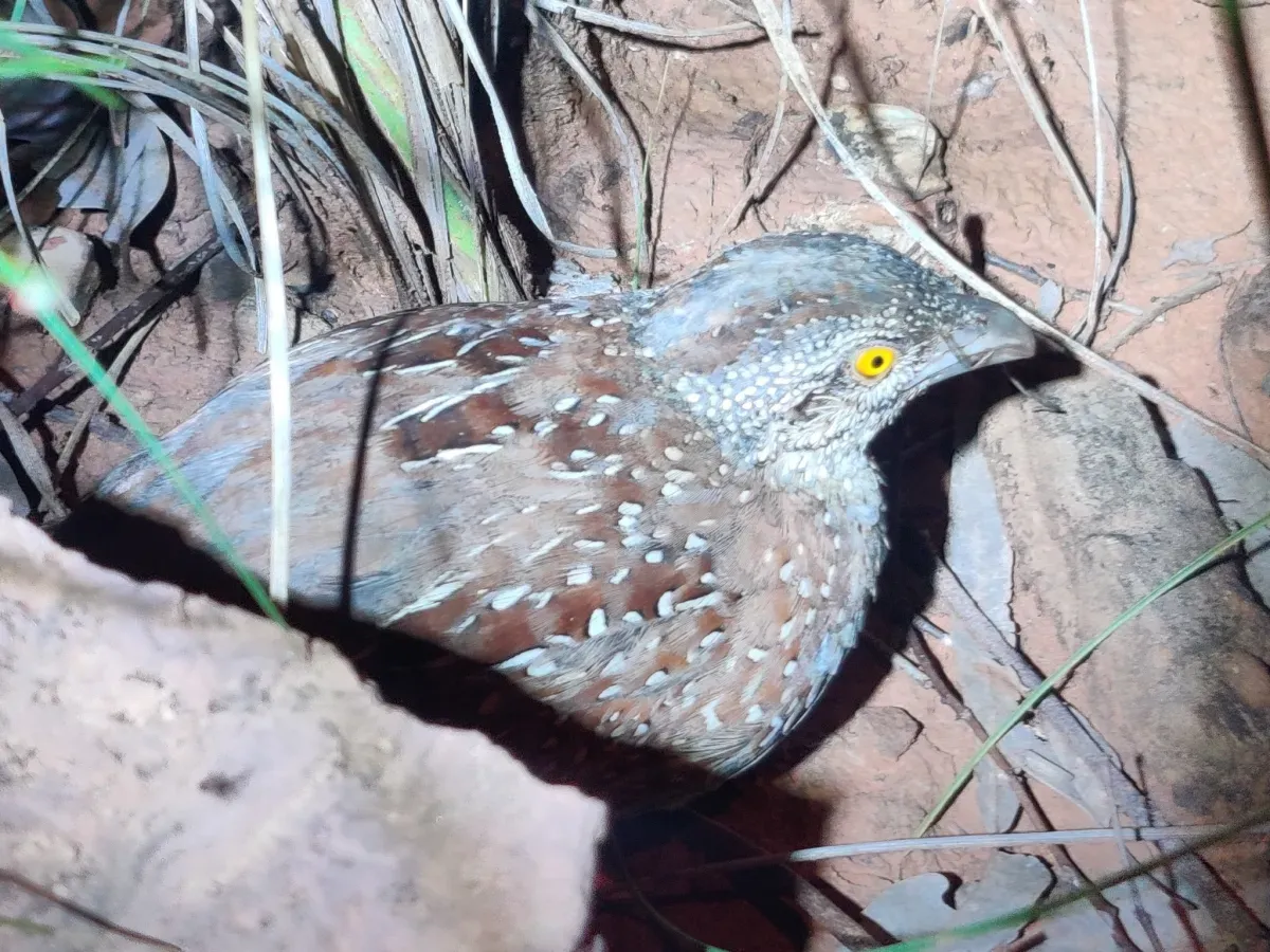 File:Turnix castanotus 175564394.jpg
