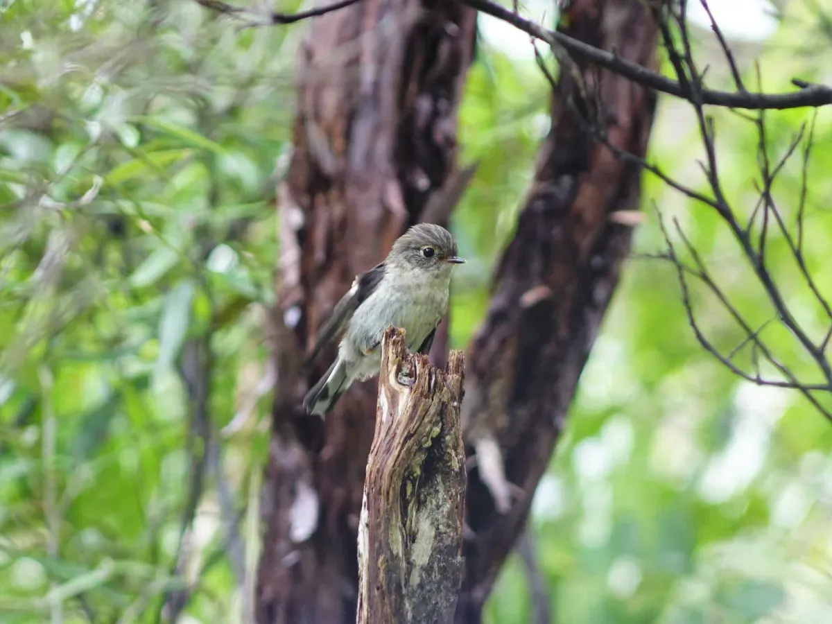File:North Island Tomtit Petroica macrocephala ssp. toitoi on Mt Donald McLean.jpg