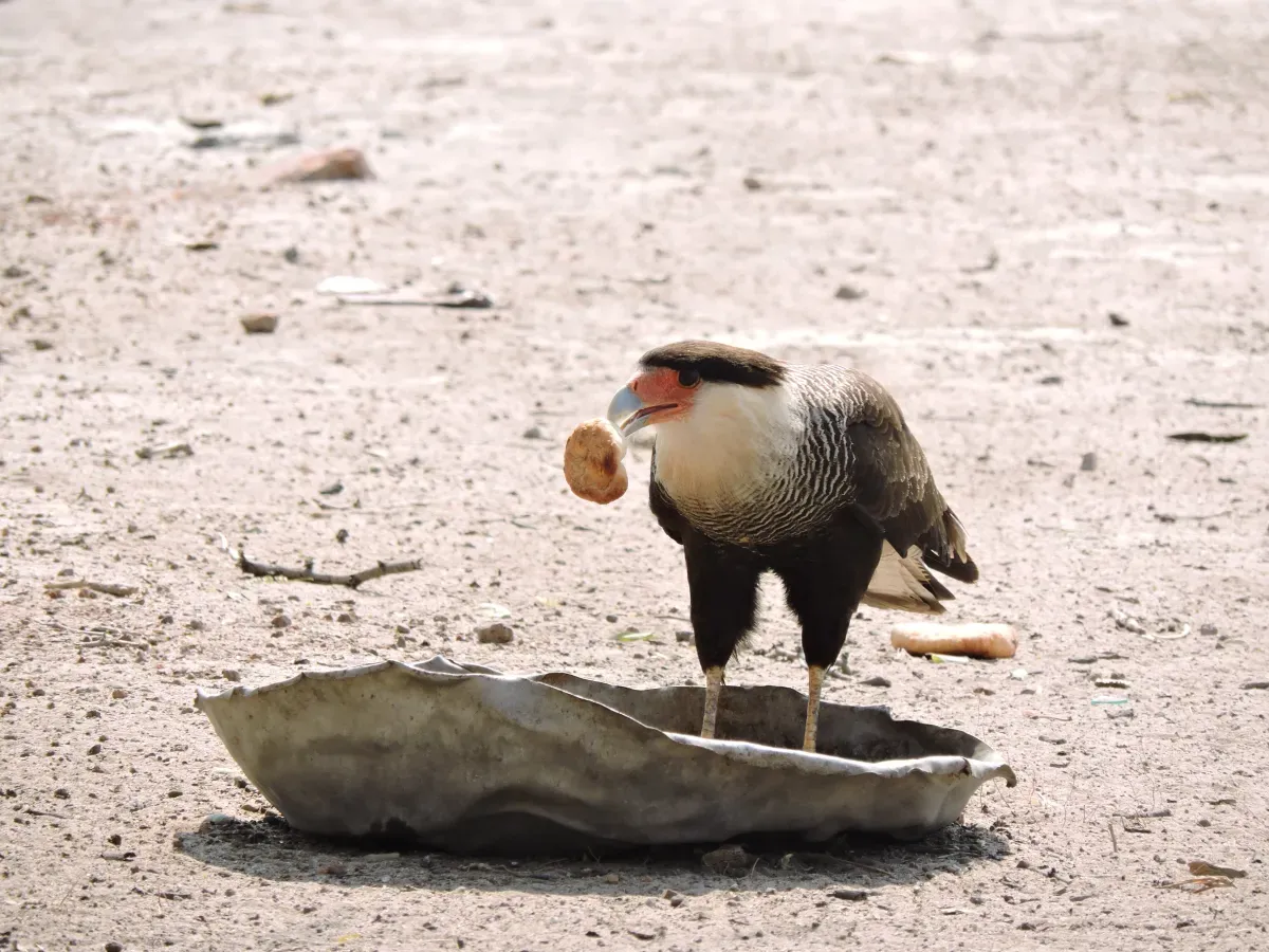 File:Caracara plancus-palmar de las islas.jpg