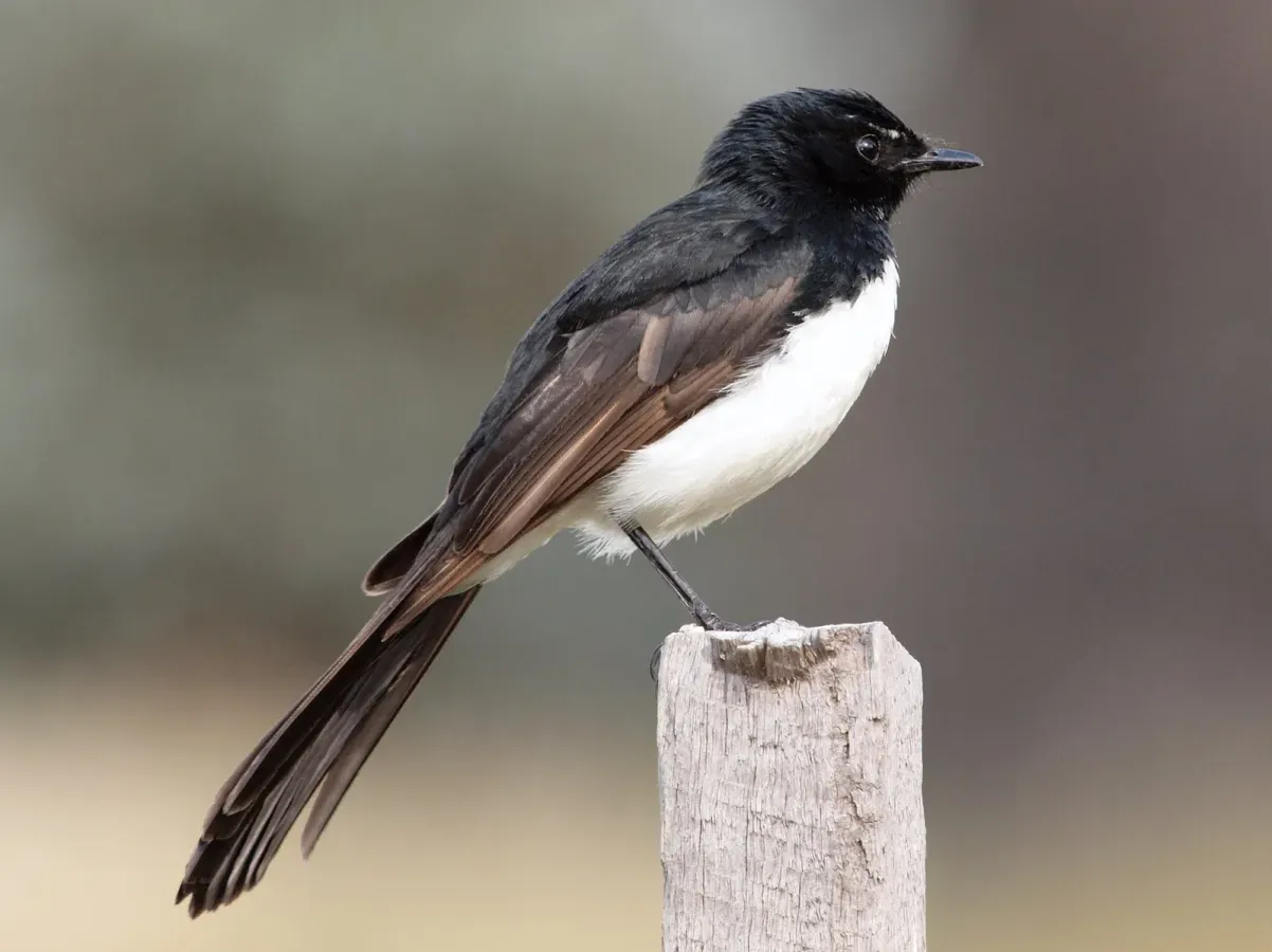 File:Rhipidura leucophrys -Canberra, Australia-8.jpg