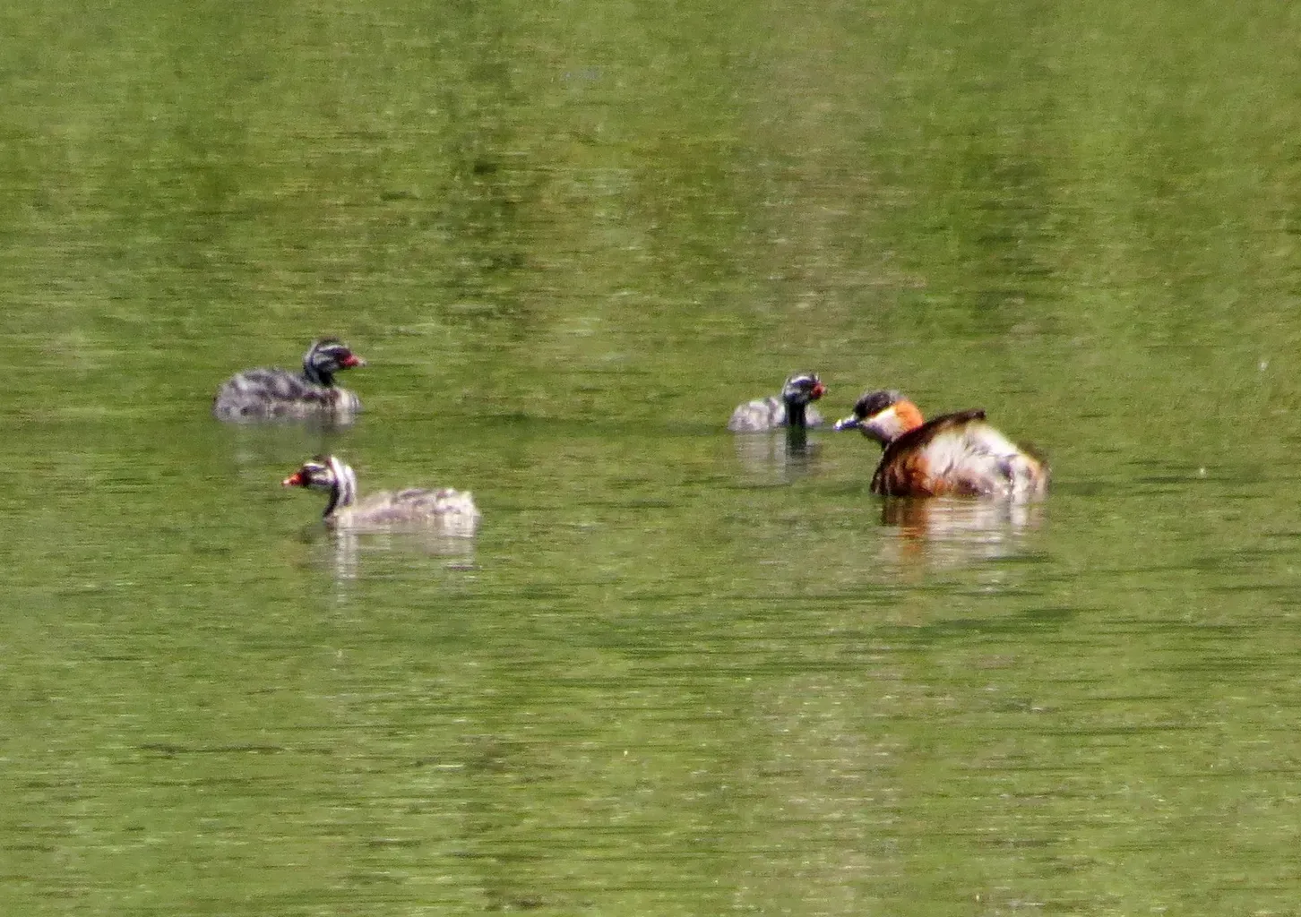 File:Madagascar Grebe Tachybaptus pelzelnii, Andasibe, Madagascar 1.jpg