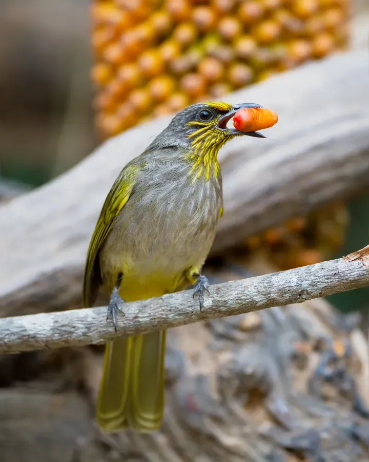 File:Pycnonotus finlaysoni - Kaeng Krachan.jpg