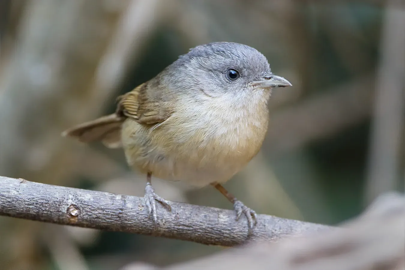 File:Alcippe poioicephala davisoni - Kaeng Krachan.jpg