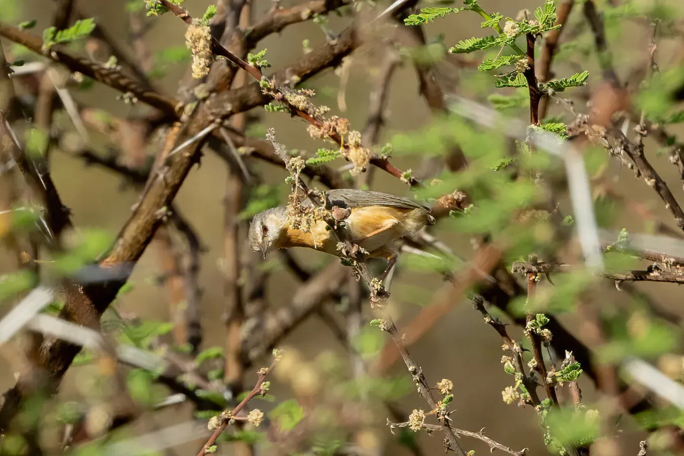 File:Sylvietta brachyura 260708757.jpg