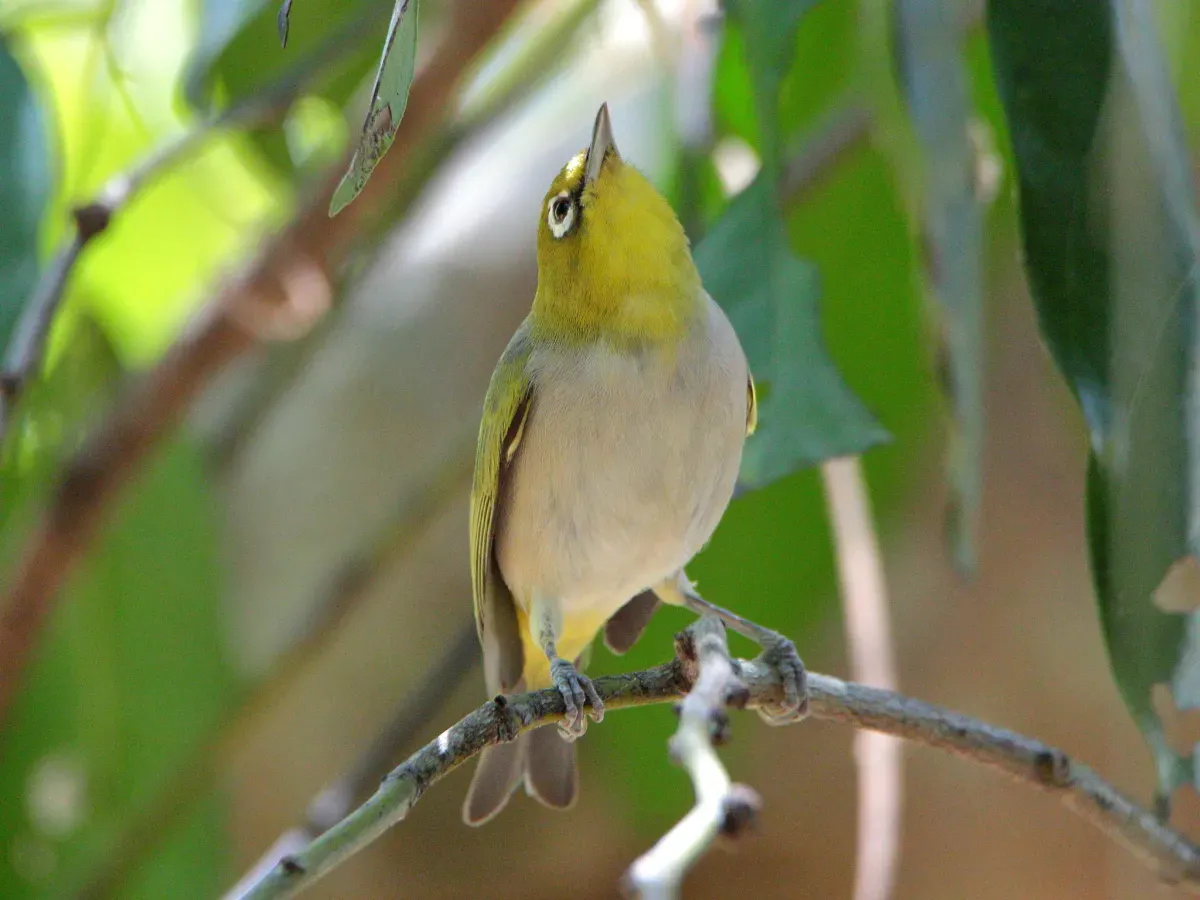 File:Zosterops citrinella 57098129.jpg