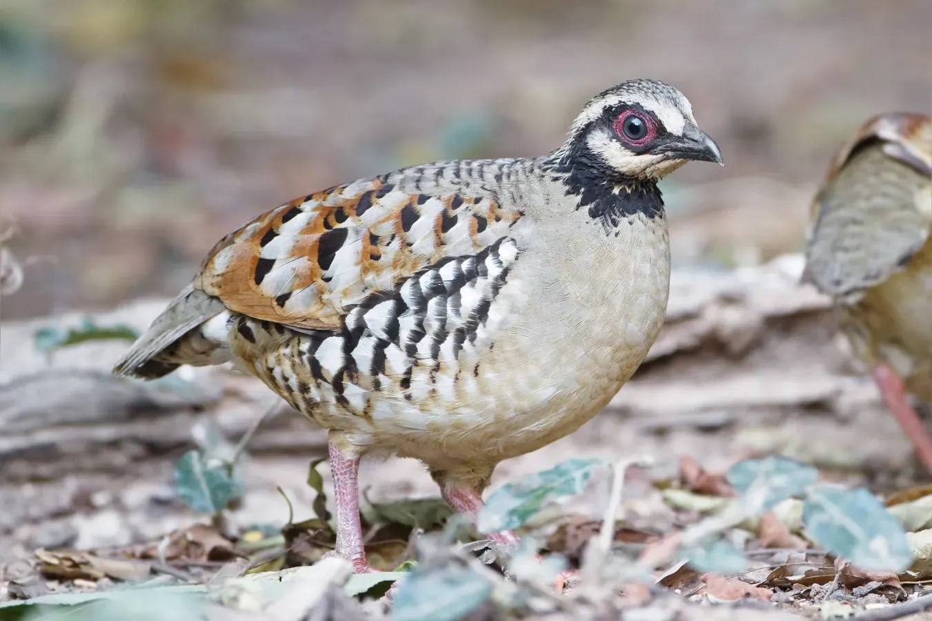 File:Arborophila brunneopectus - Kaeng Krachan.jpg