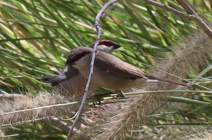 File:Estrilda rufibarba 261049583.jpg