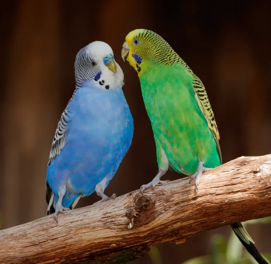 File:Melopsittacus undulatus - Vogelpark Steinen 01.jpg