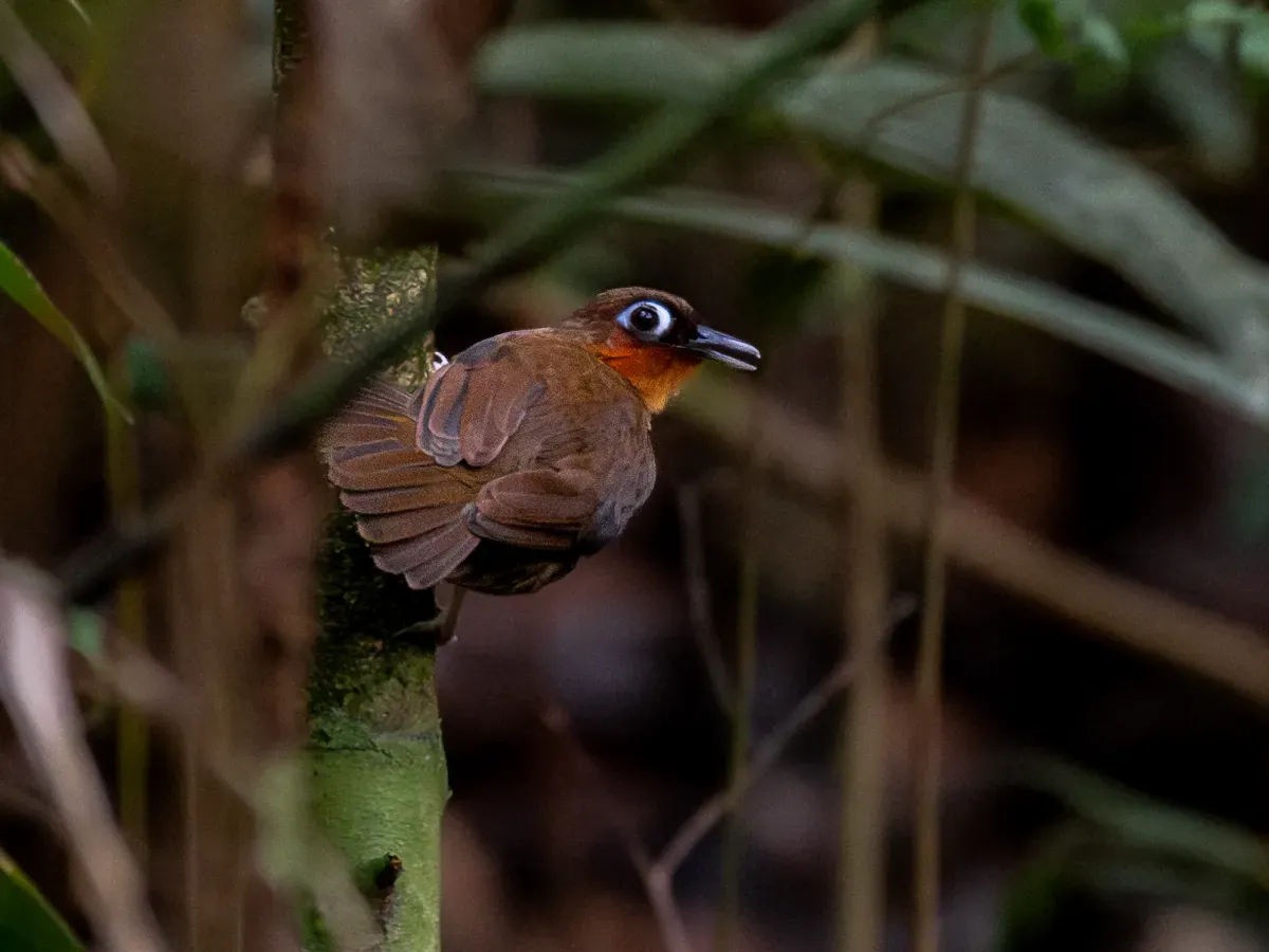 File:Gymnopithys rufigula Rufous-throated Antbird; Serra do Navio, Amapá, Brazil.jpg