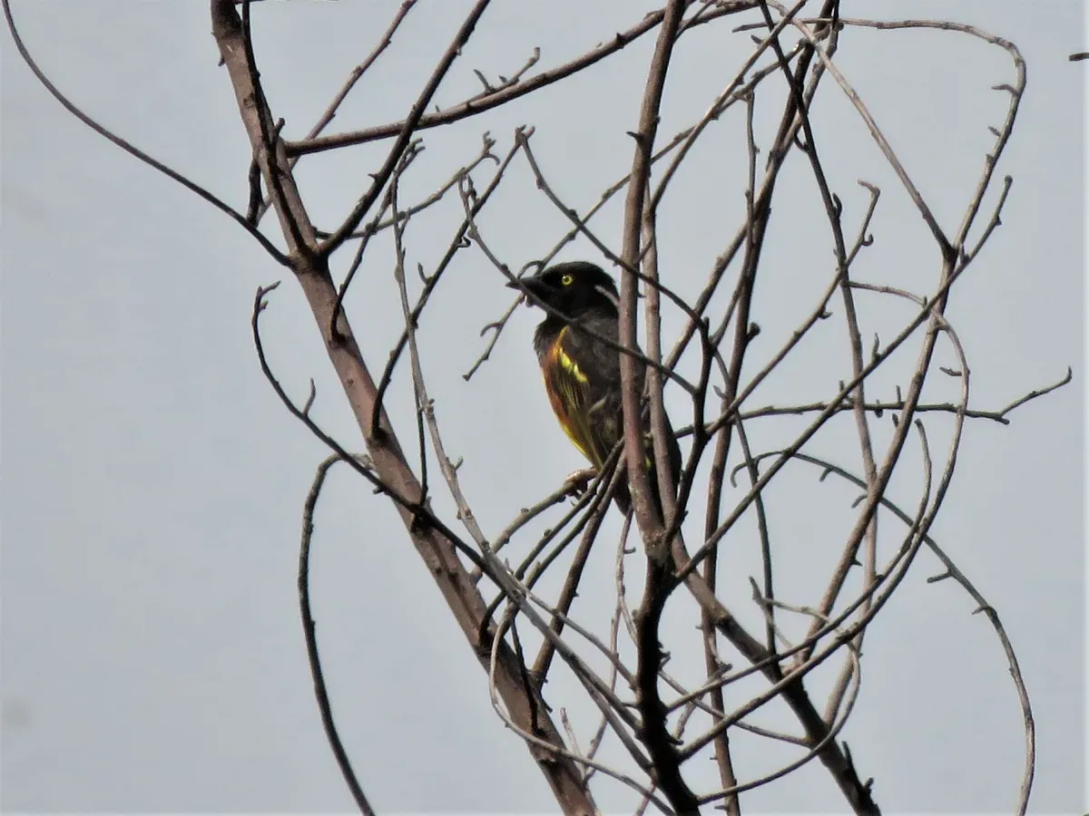 File:Ploceus weynsi 48507625.jpg