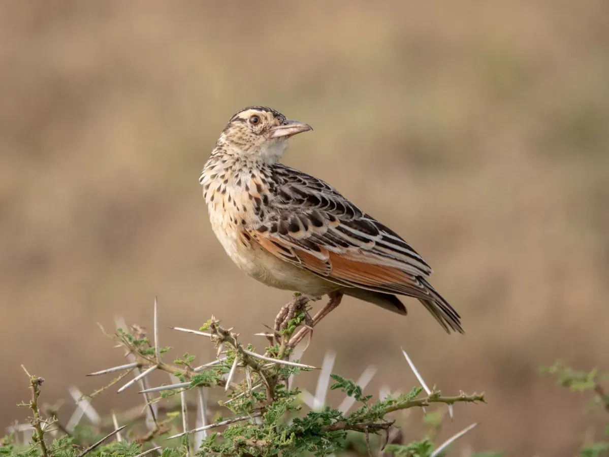 File:(Passeriformes Alaudidae) Mirafra albicauda, Vitstjärtad lärka White-tailed lark (46508426724).jpg