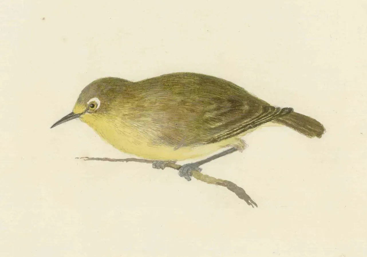 File:Forster Zosterops flavifrons.jpg