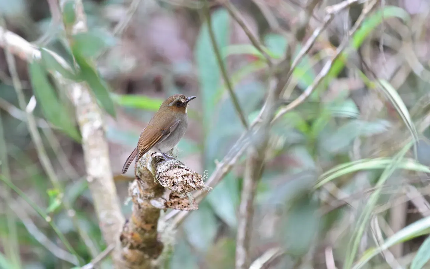 File:Vauriella gularis 102415278.jpg