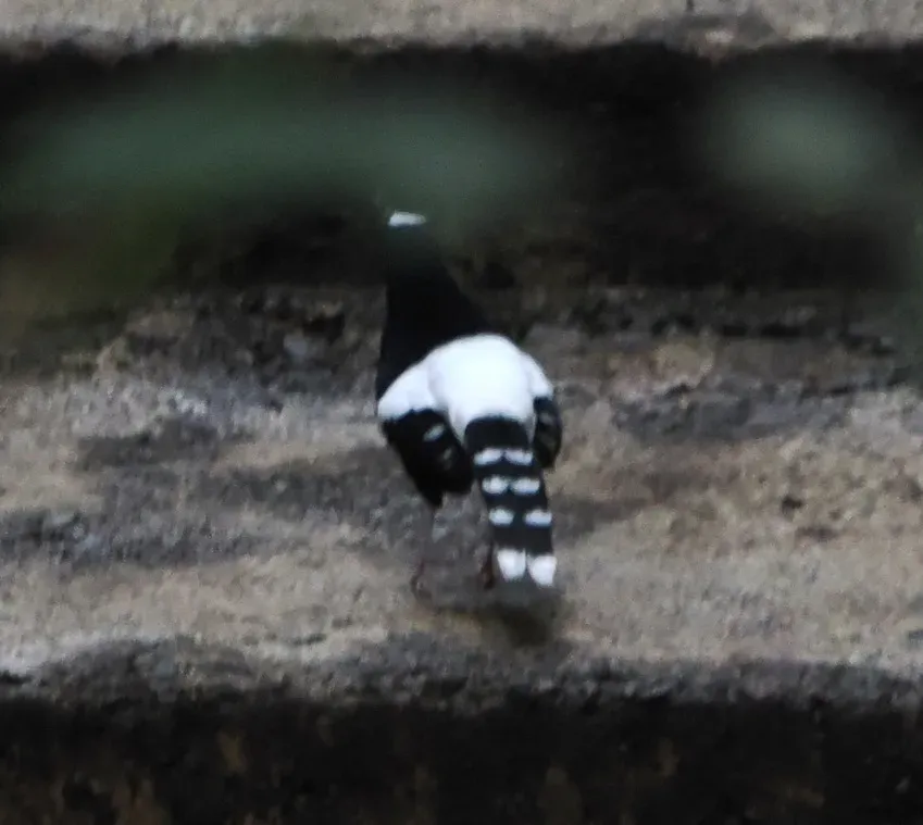 File:Enicurus borneensis 308732702.jpg