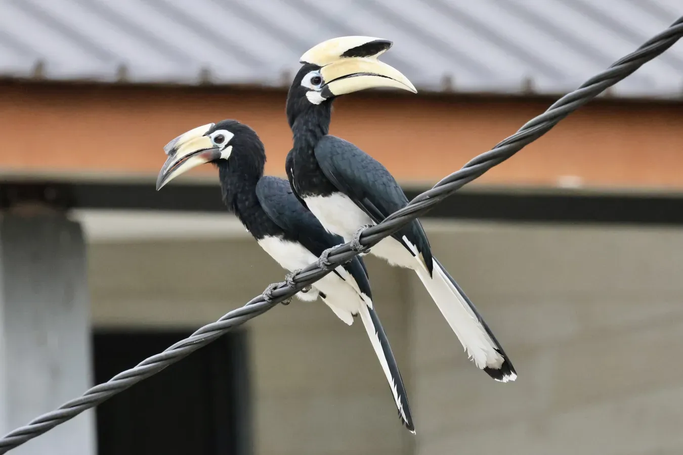 File:Anthracoceros albirostris (Brunei) 2023-08-18.jpg